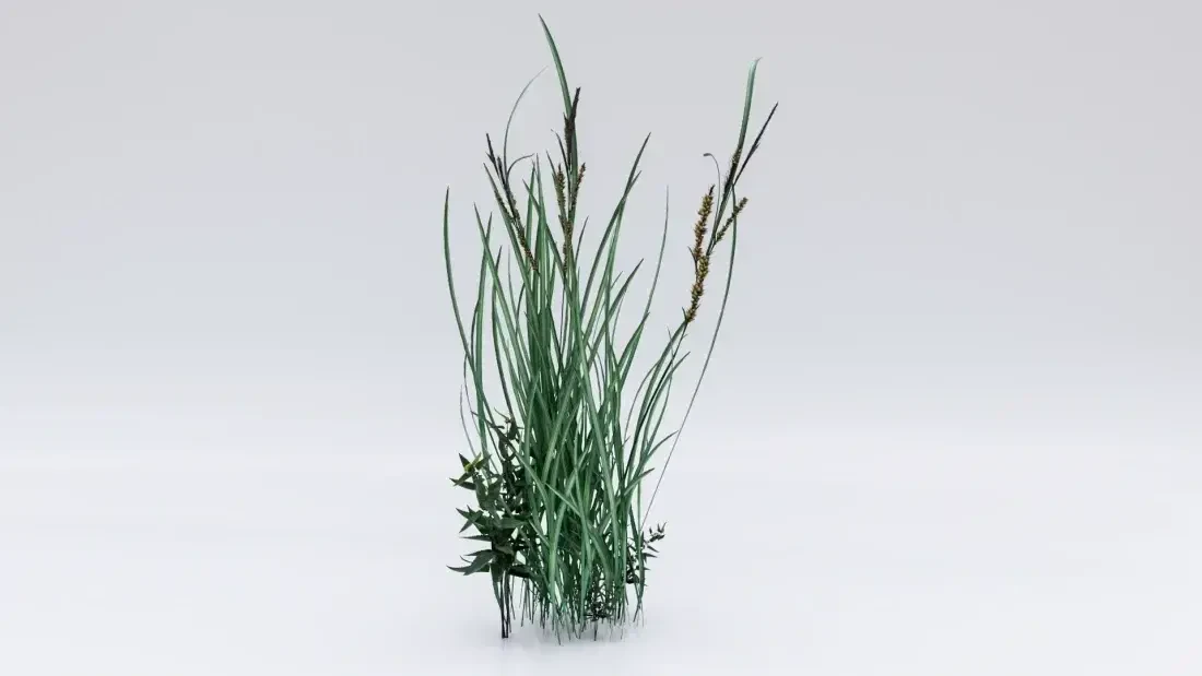 Grasses